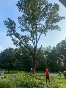 Tree trimming near me serving Lithia Springs GA residents